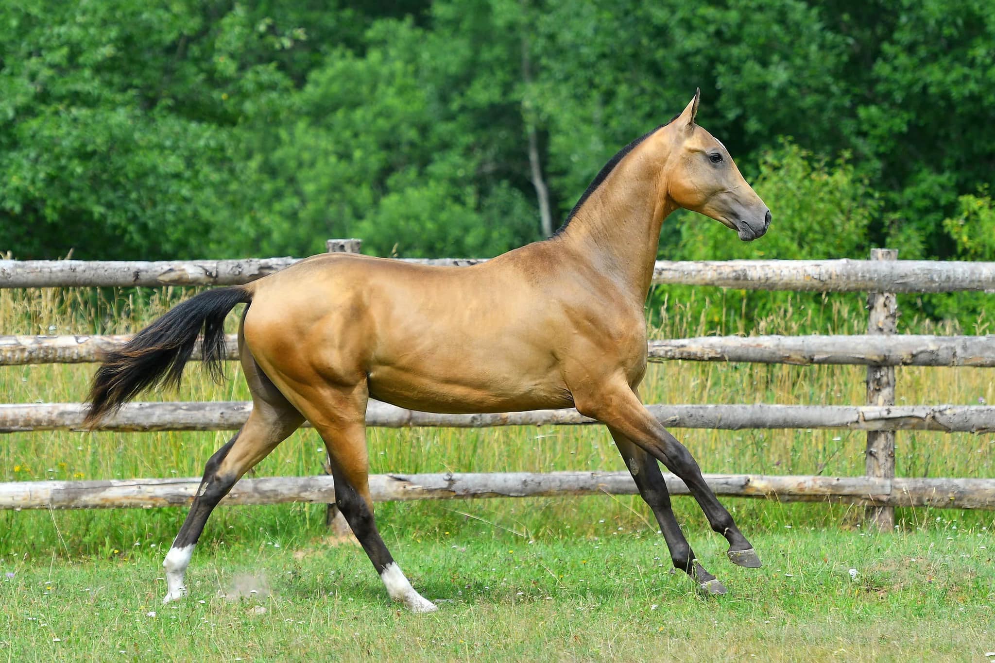Akhal Teke Horse For Sale UK